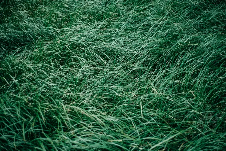 thick rough grass