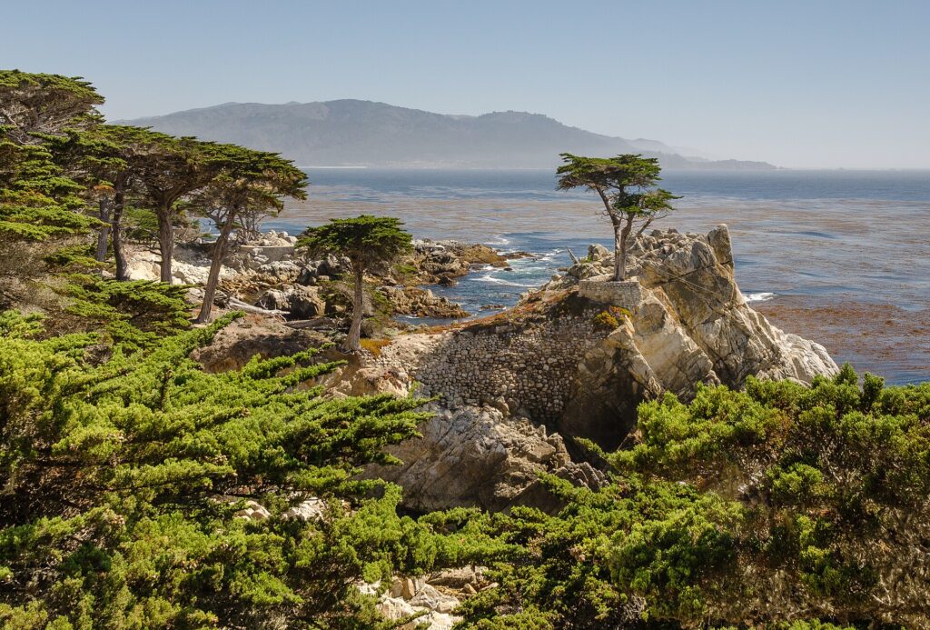 Lone Cypress on 17-Mile Drive, Pebble Beach